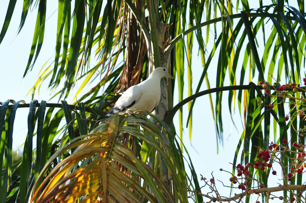 Torresian Imperial Pigeon