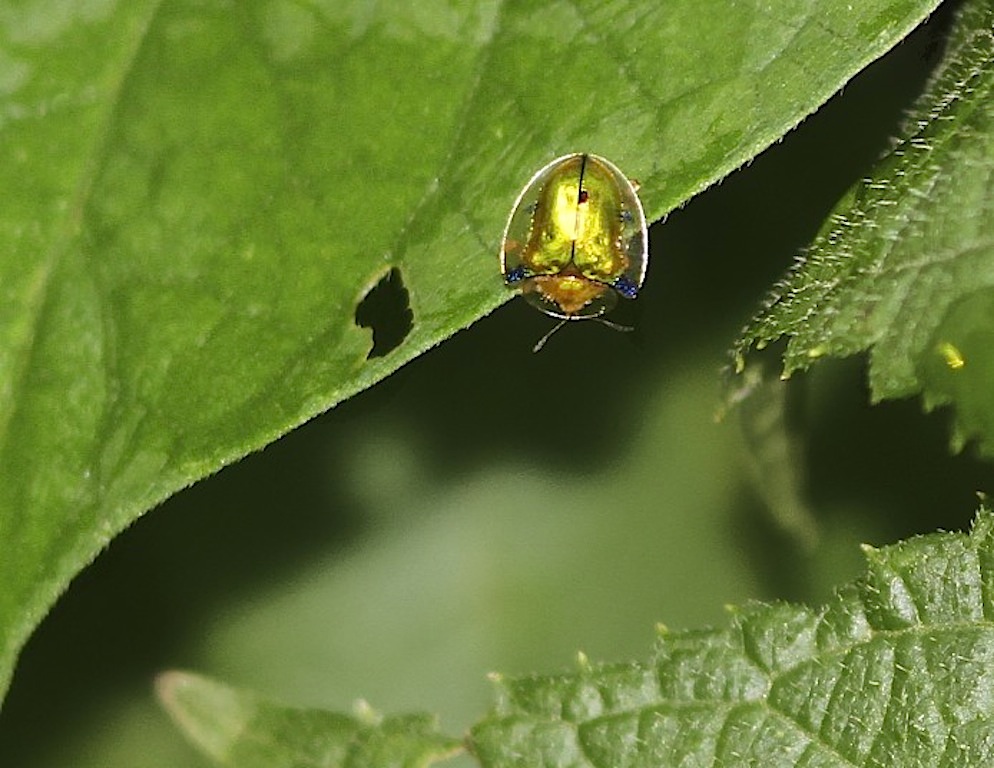 Tortoise Shell Beetle