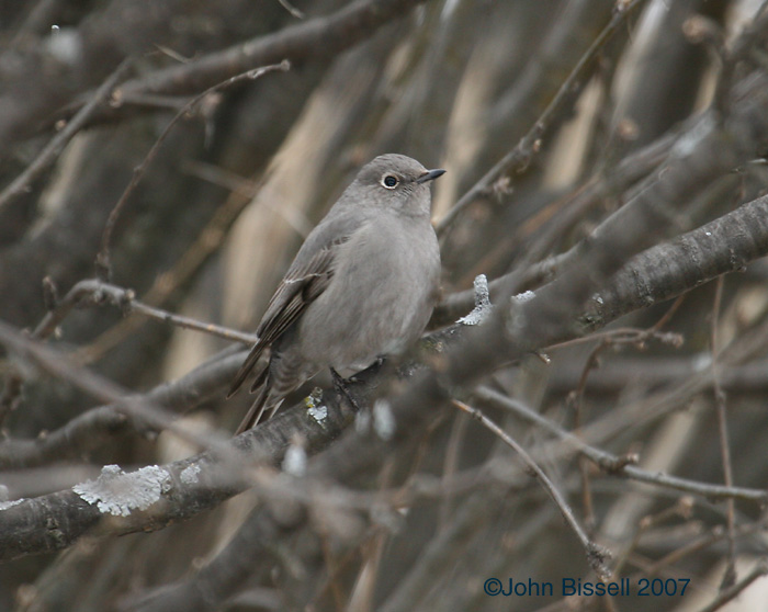 Townsend's Solitaire