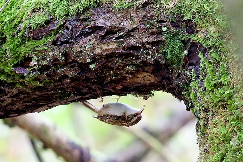 tree creeper certhia familiaris..