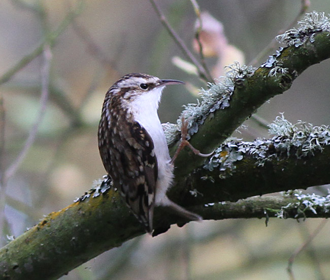 Tree Creeper