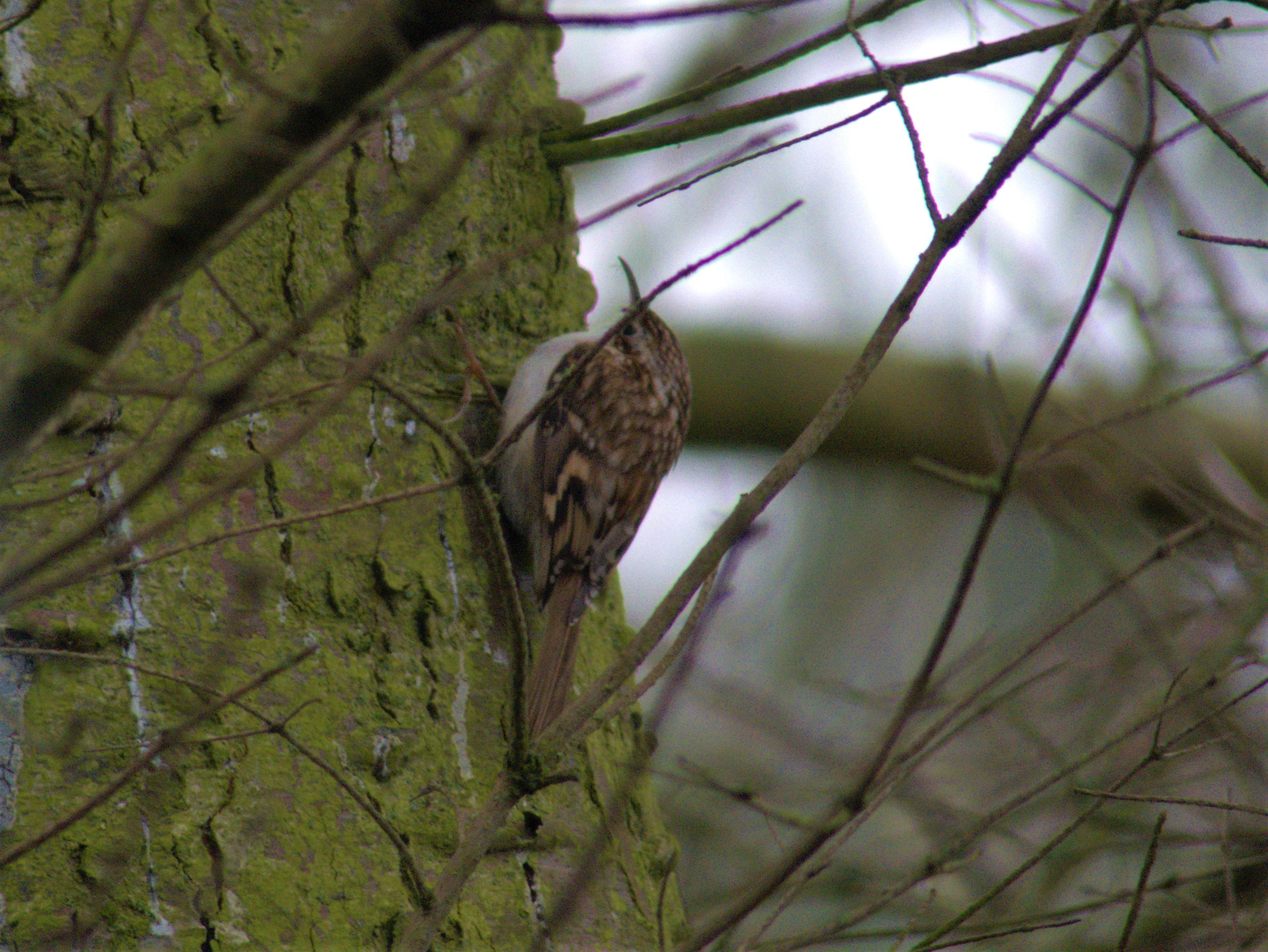 Tree Creeper