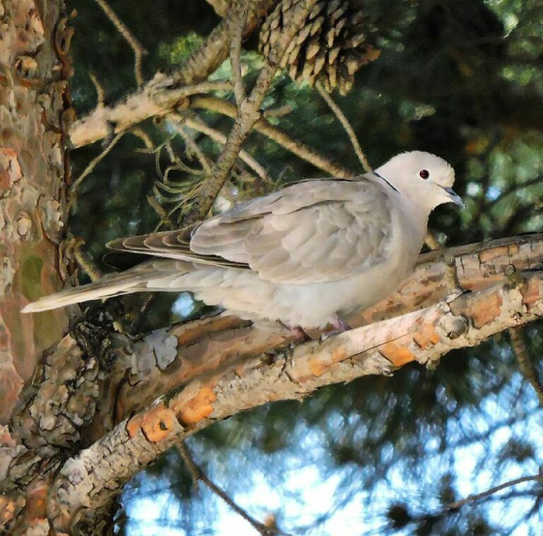 Tree Dove