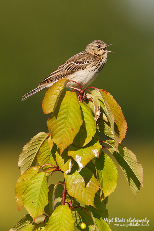 Tree Pipit Anthus trivialis