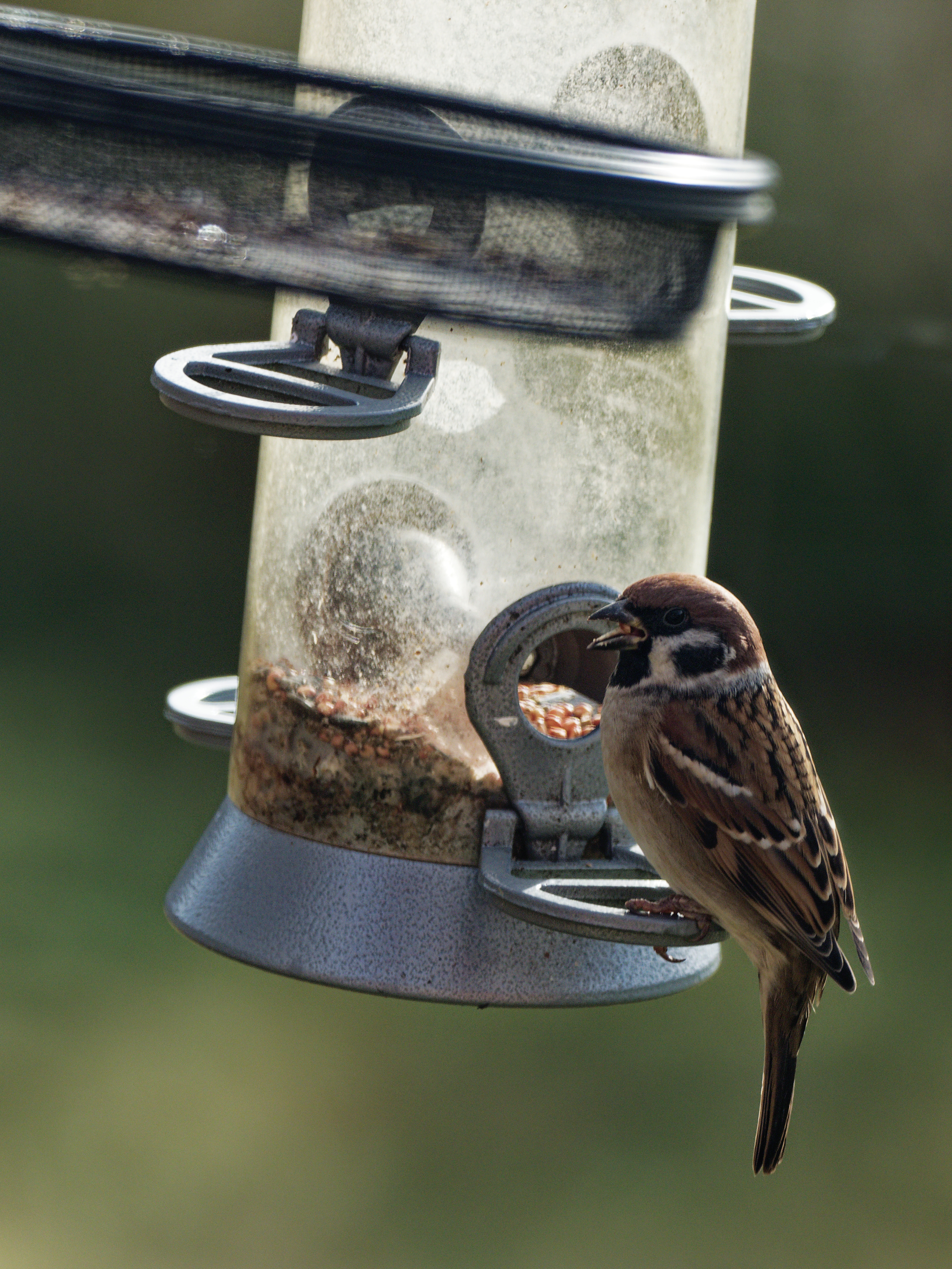 Tree sparrow at a feeder