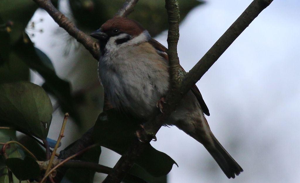 Tree Sparrow (M)