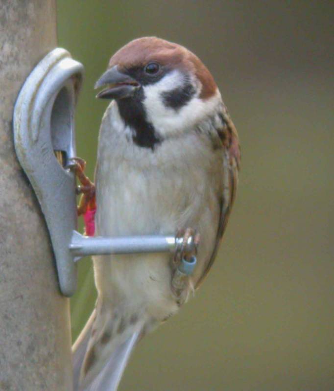 tree-sparrow-web