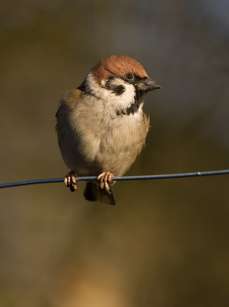 Tree Sparrow