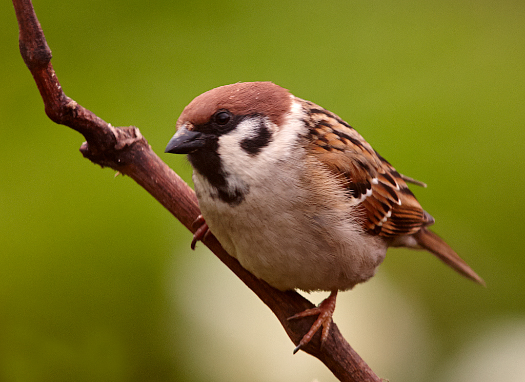 Tree Sparrow