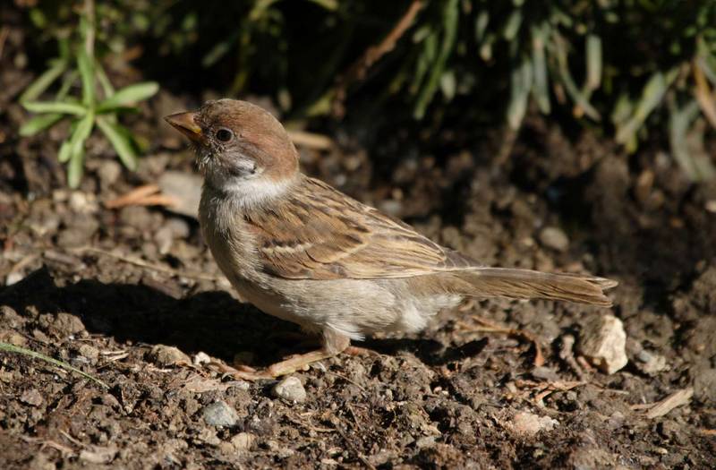 Tree  Sparrow