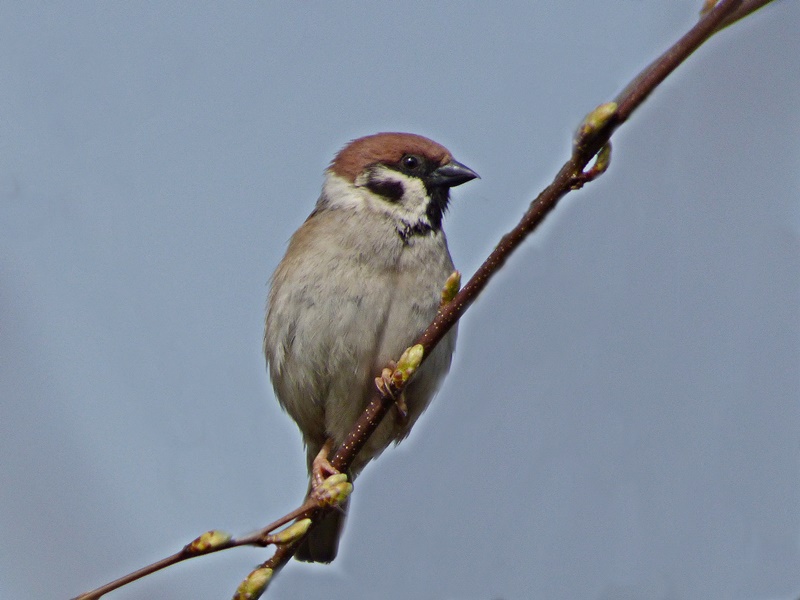 tree sparrow