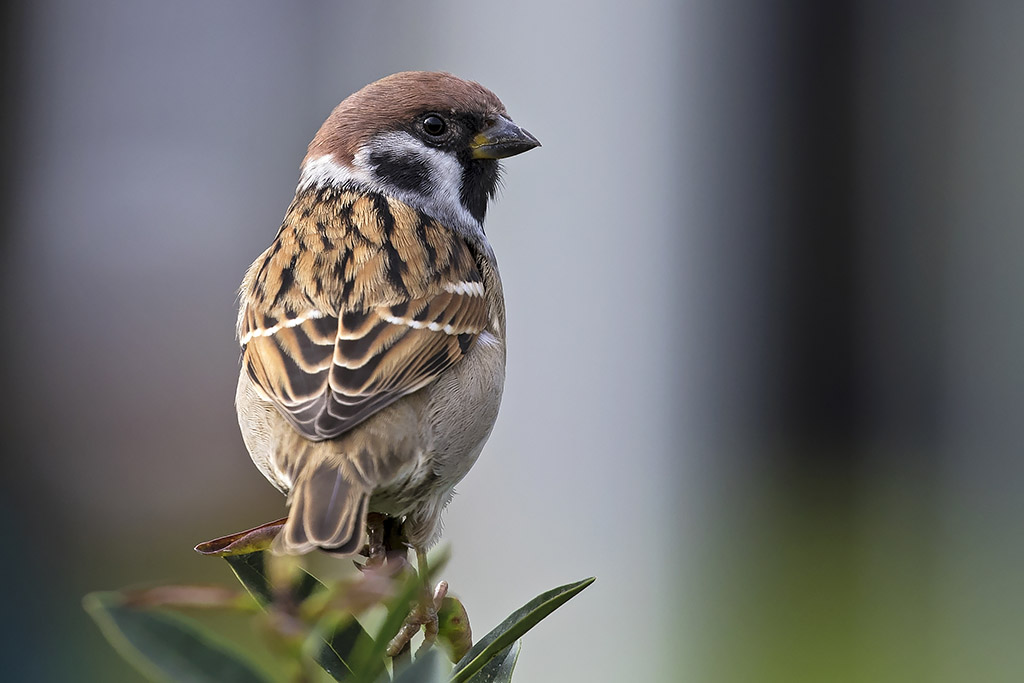 Tree Sparrow