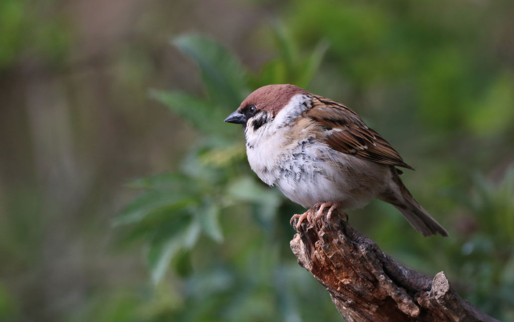 Tree Sparrow