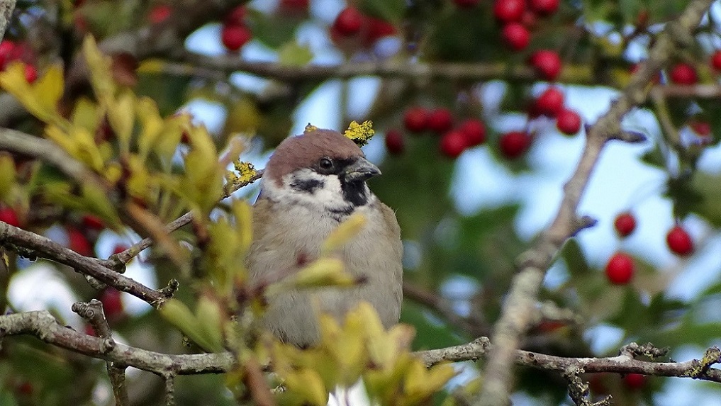 Tree Sparrow