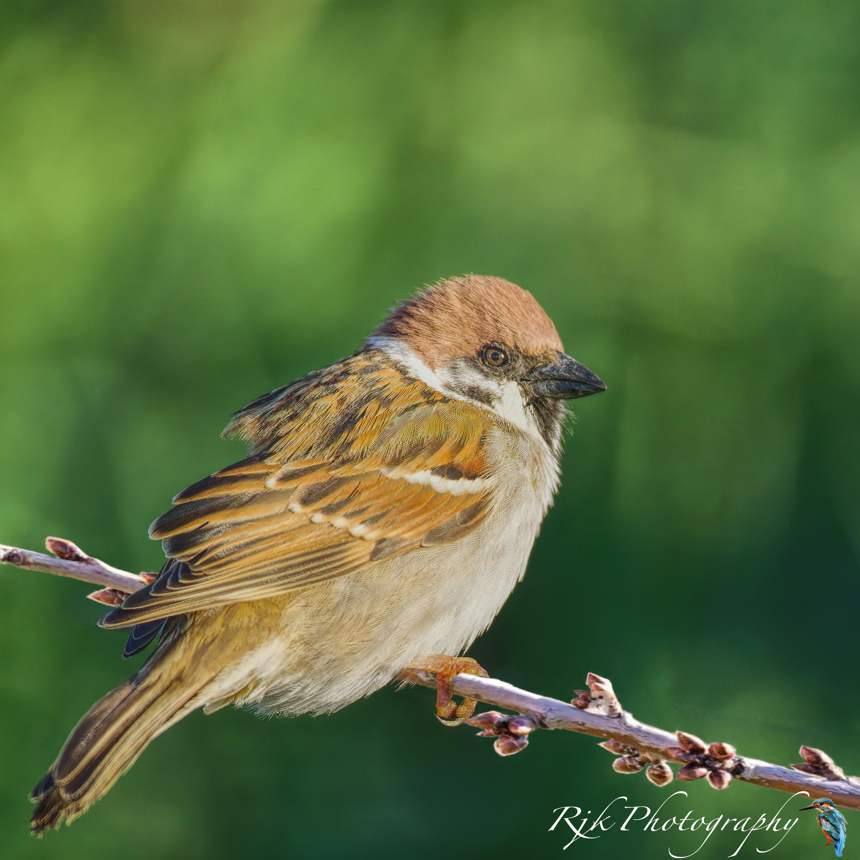 Tree sparrow