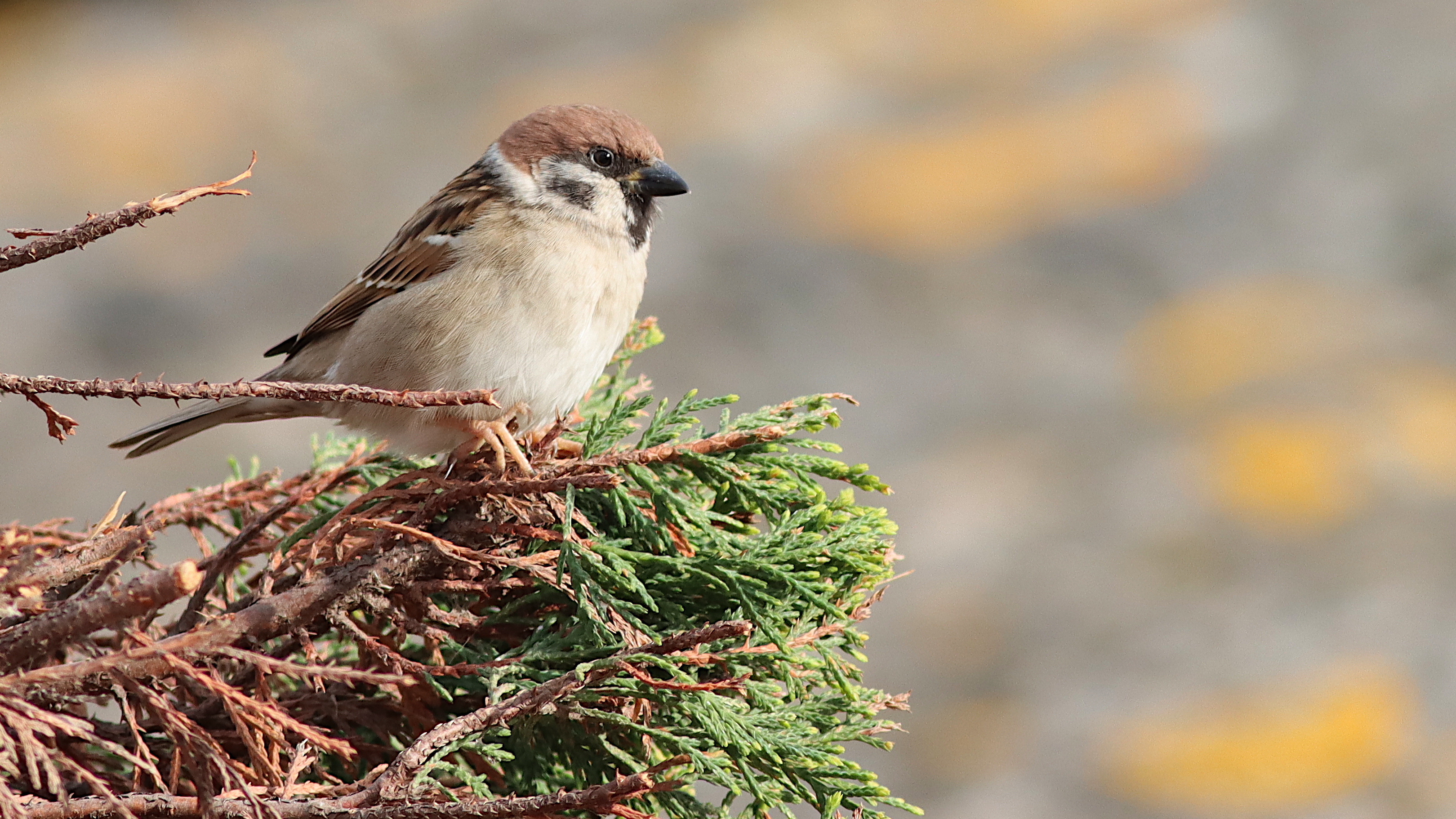 tree sparrow