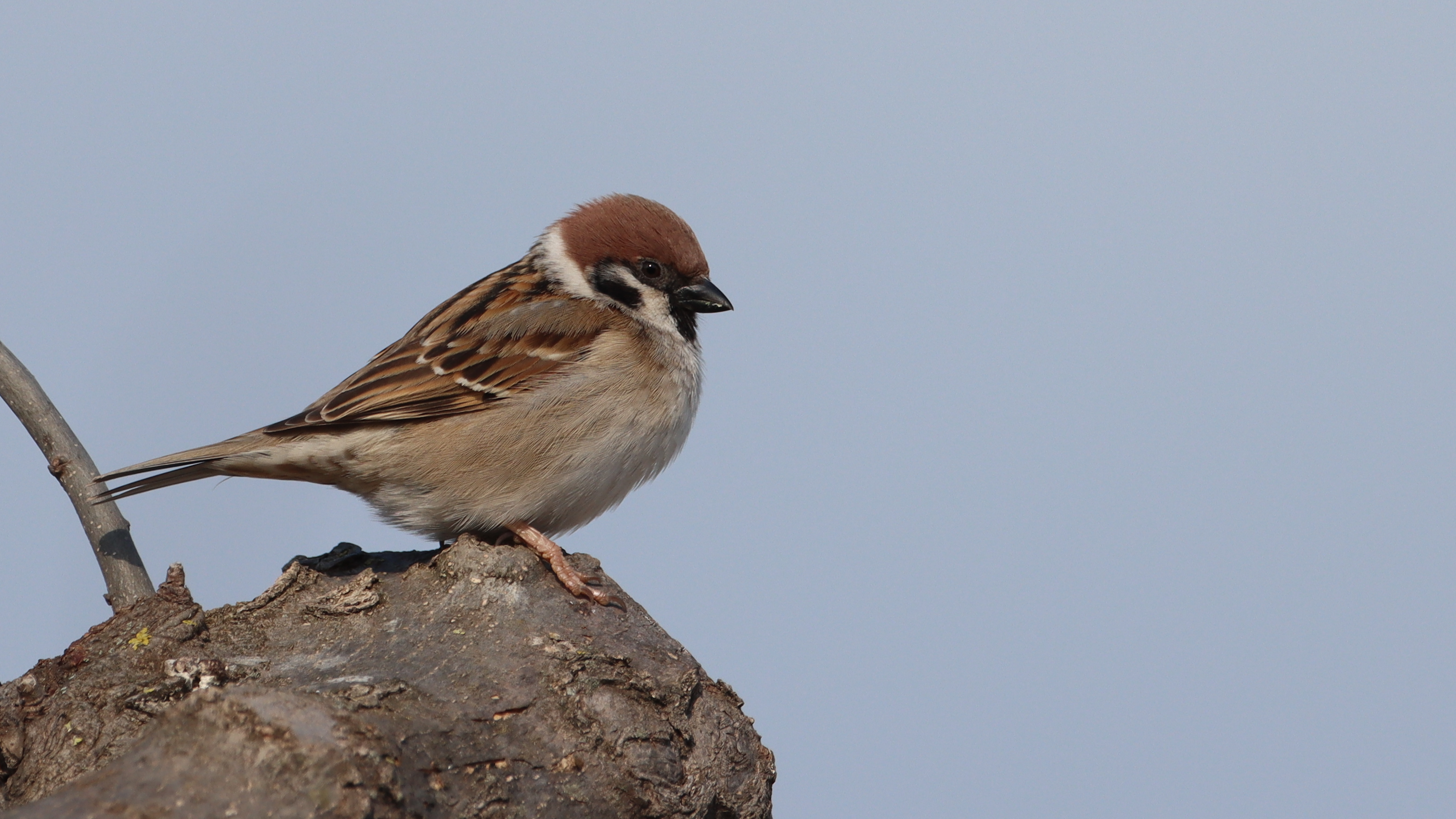 tree sparrow