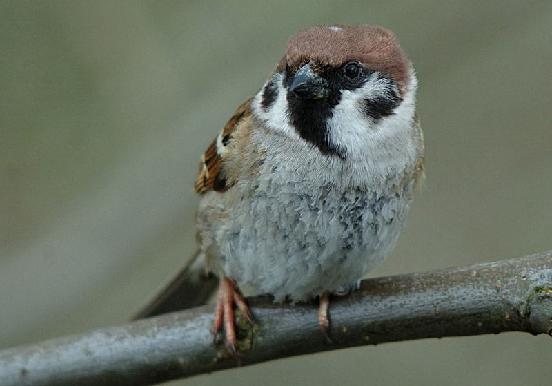 Tree Sparrow