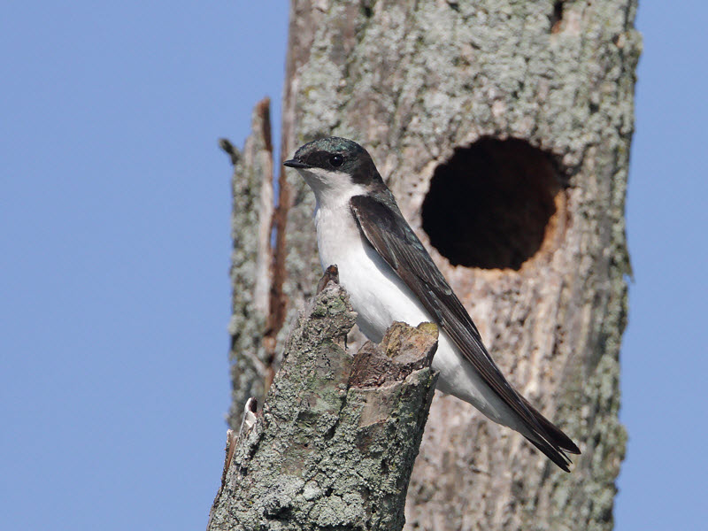 Tree Swallow, Female