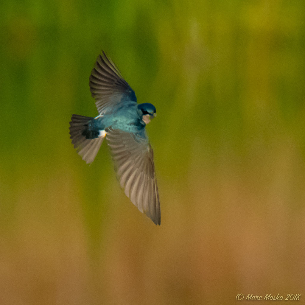 Tree Swallow in Flight