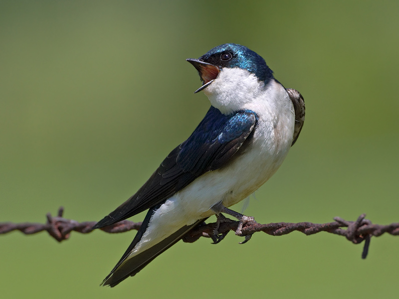 Tree-Swallow