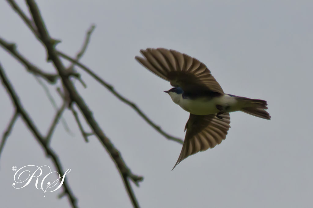 Tree Swallow