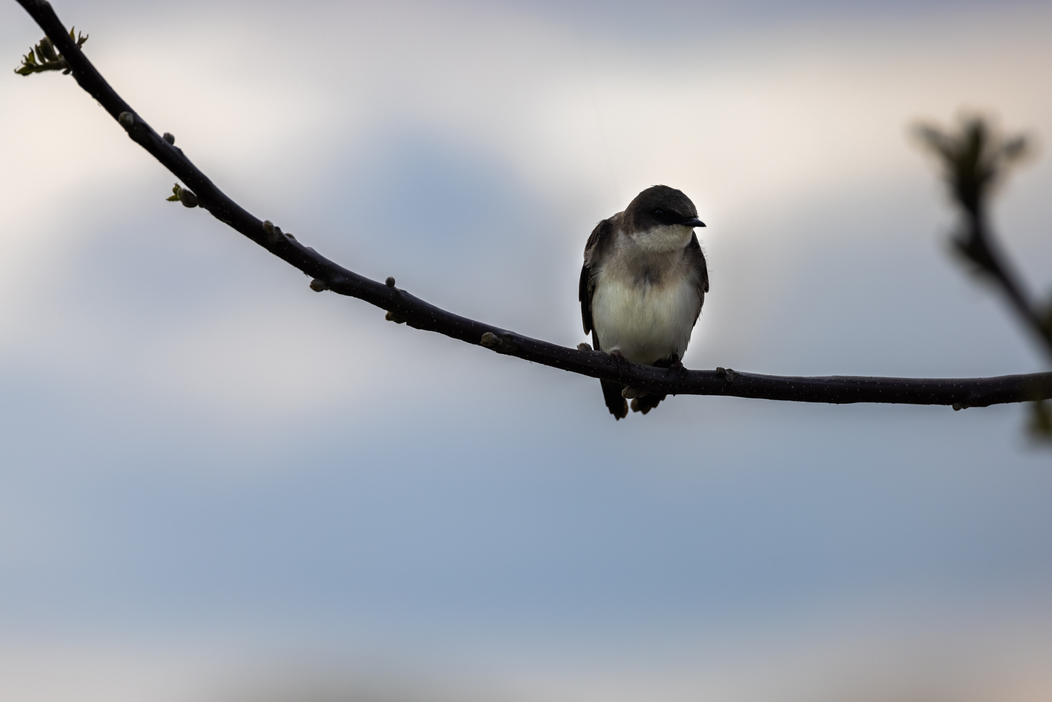 Tree Swallow