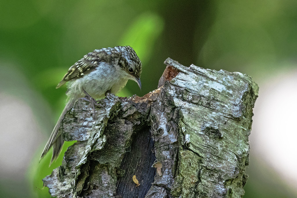 Treecreeper investigates