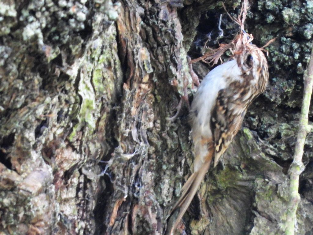 Treecreeper