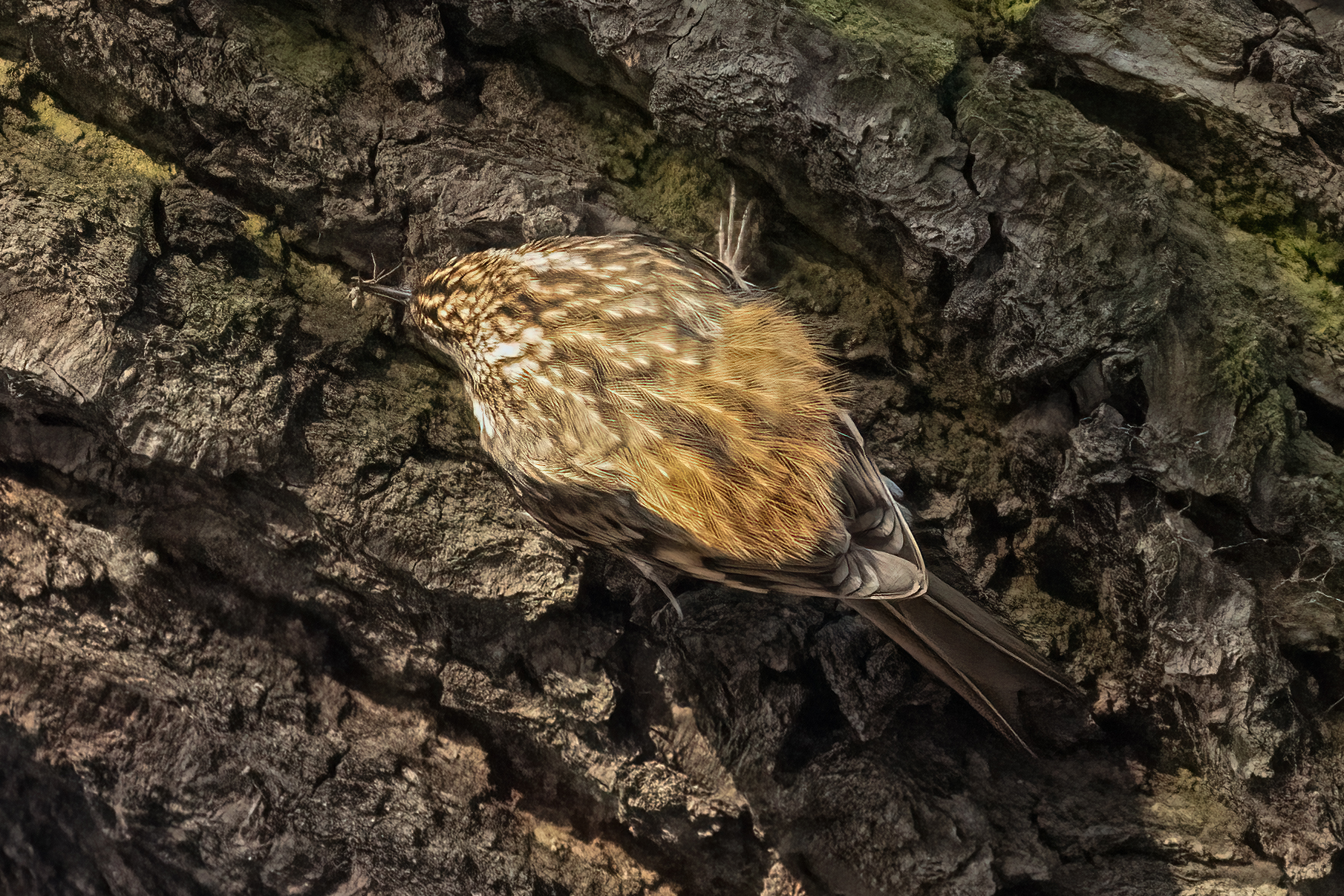 Treecreeper