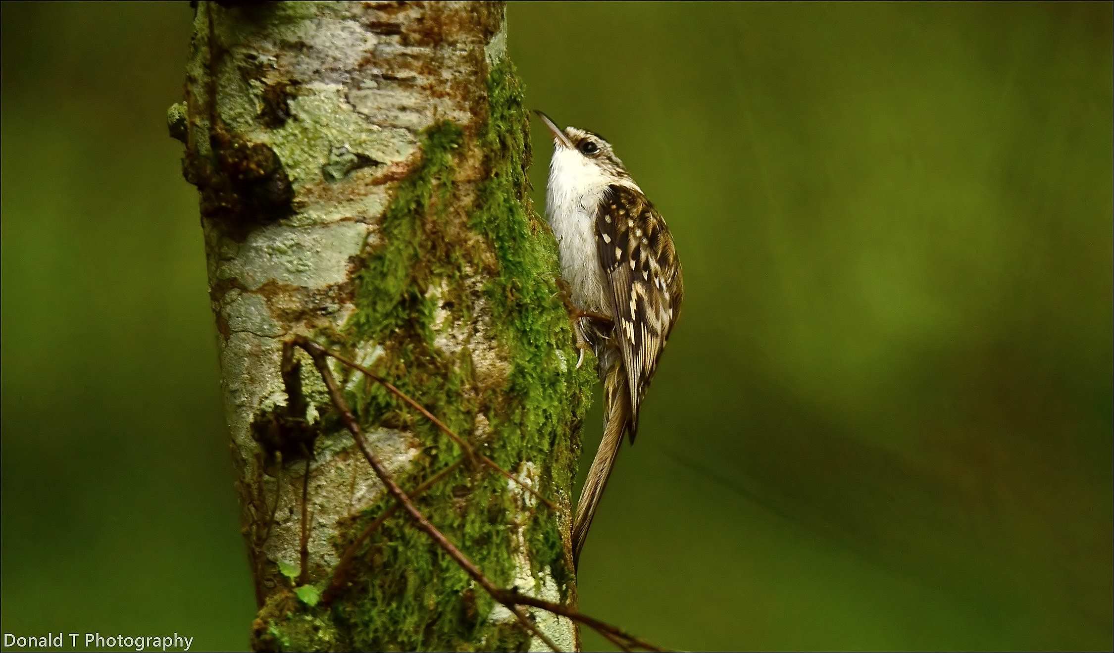 Treecreeper