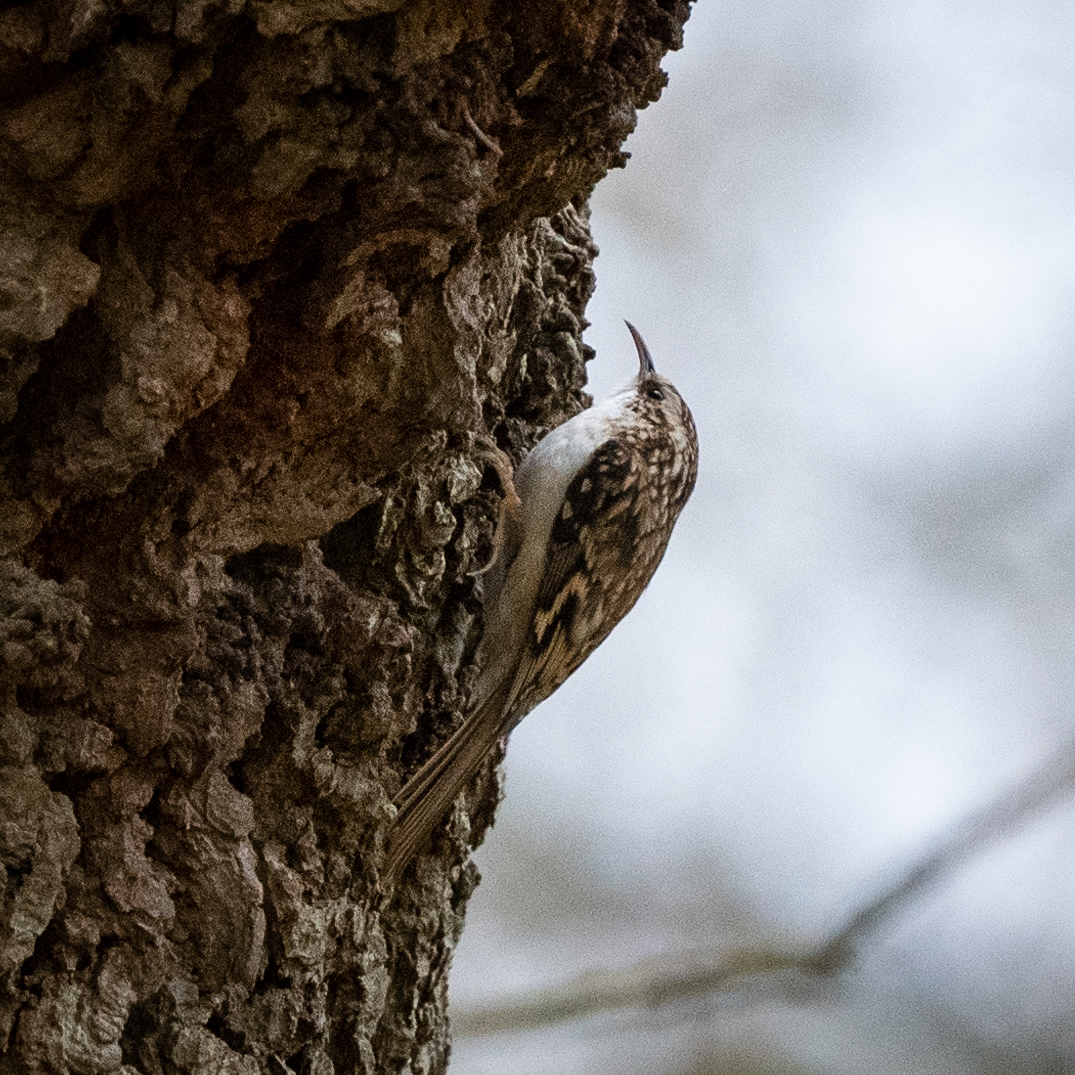 Treecreeper