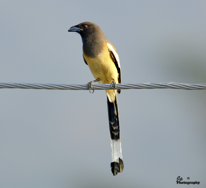 Treepie.