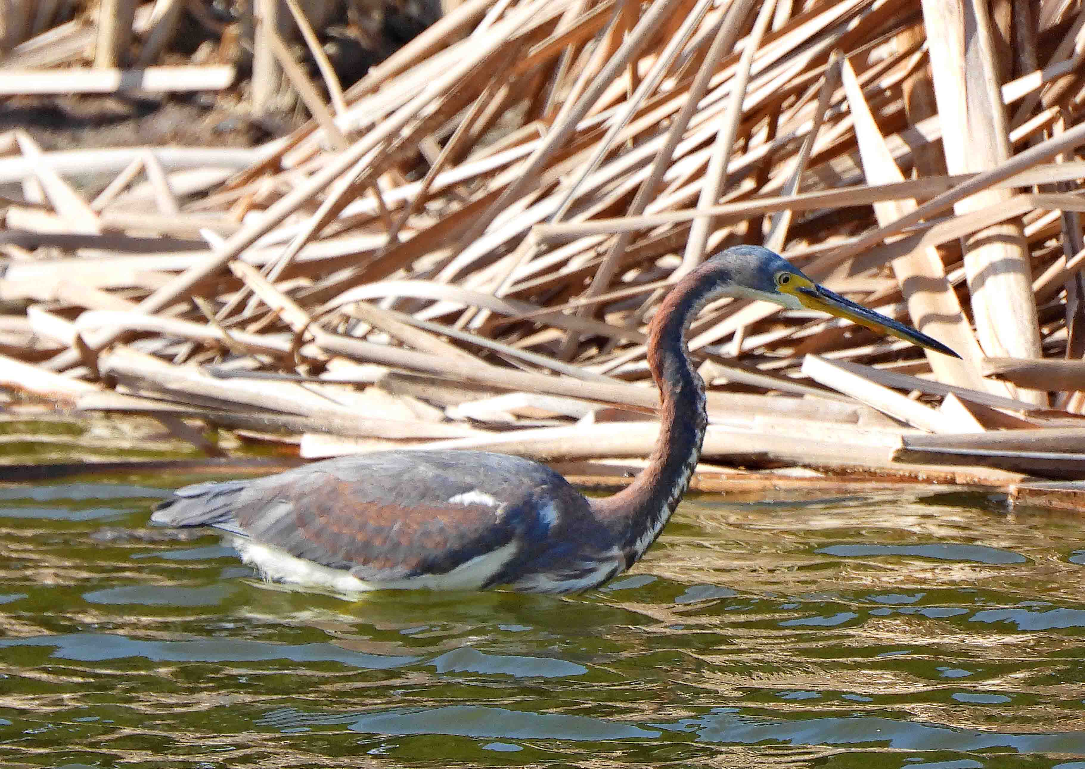 Tri-colored heron