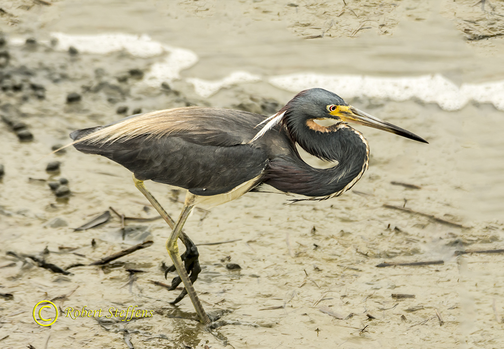 TriColor Heron