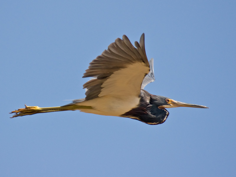 Tricolored Heron Flight Capture