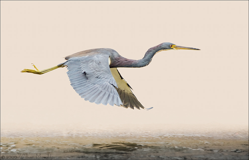 Tricolored Heron Flight Capture