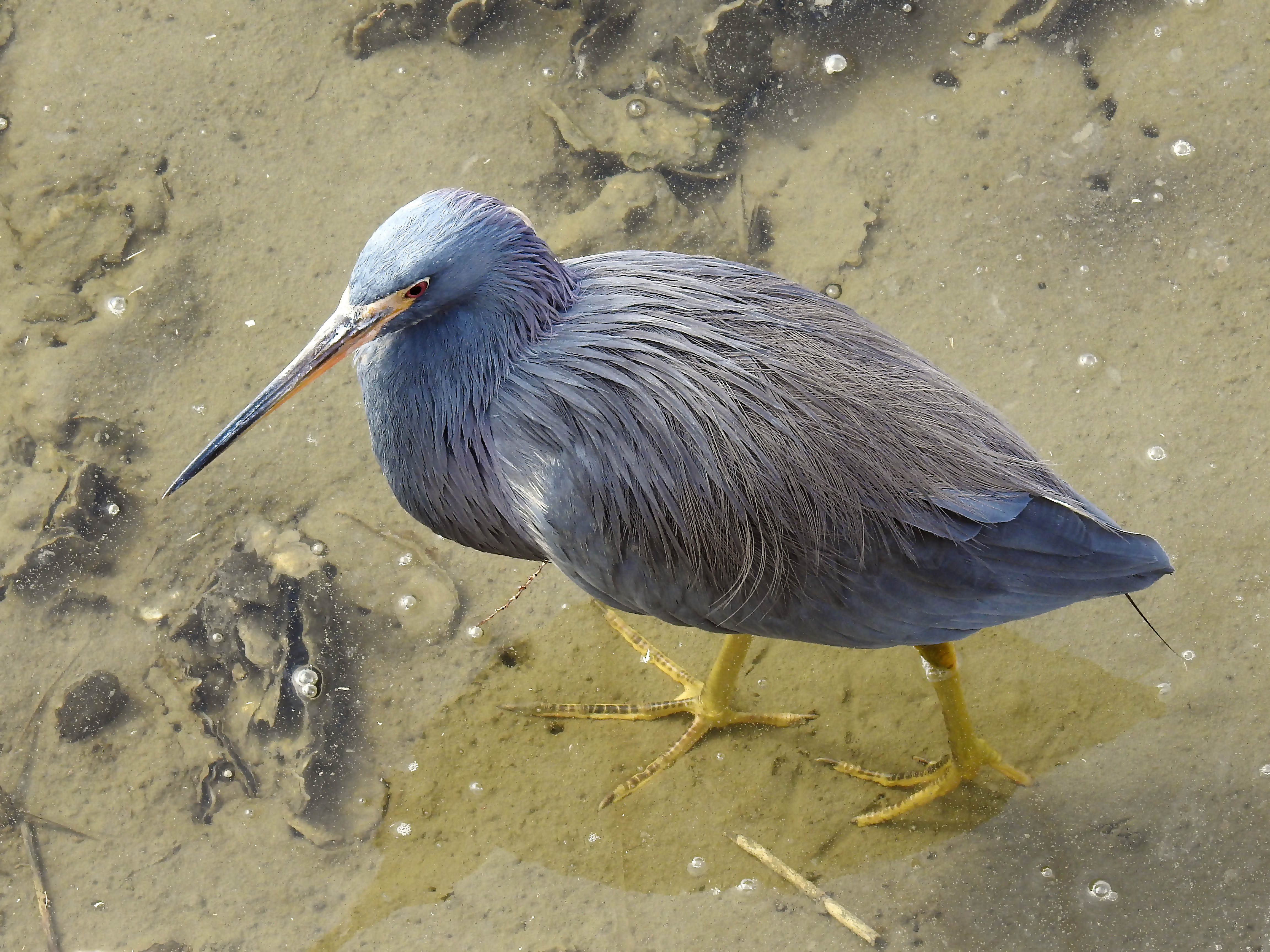 Tricolored Heron.jpg