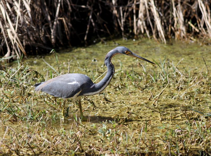 Tricolored Heron