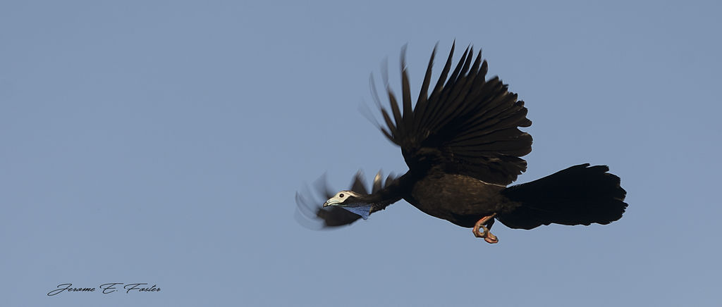 Trinidad Piping-Guan in flight