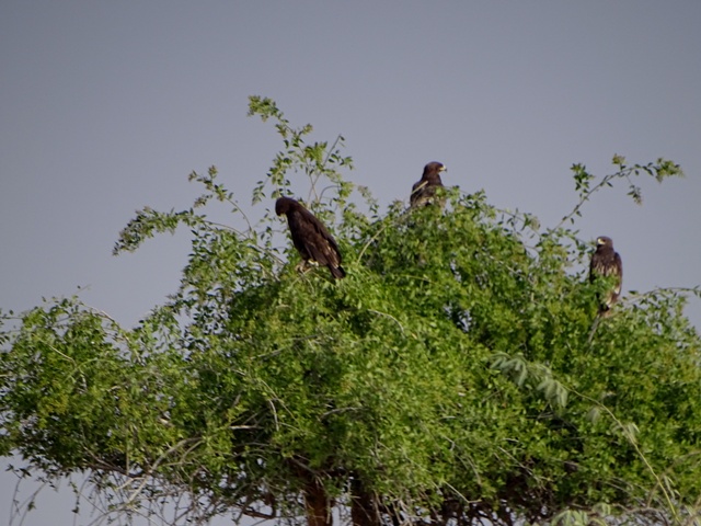 Trio Greater Spotted Eagles