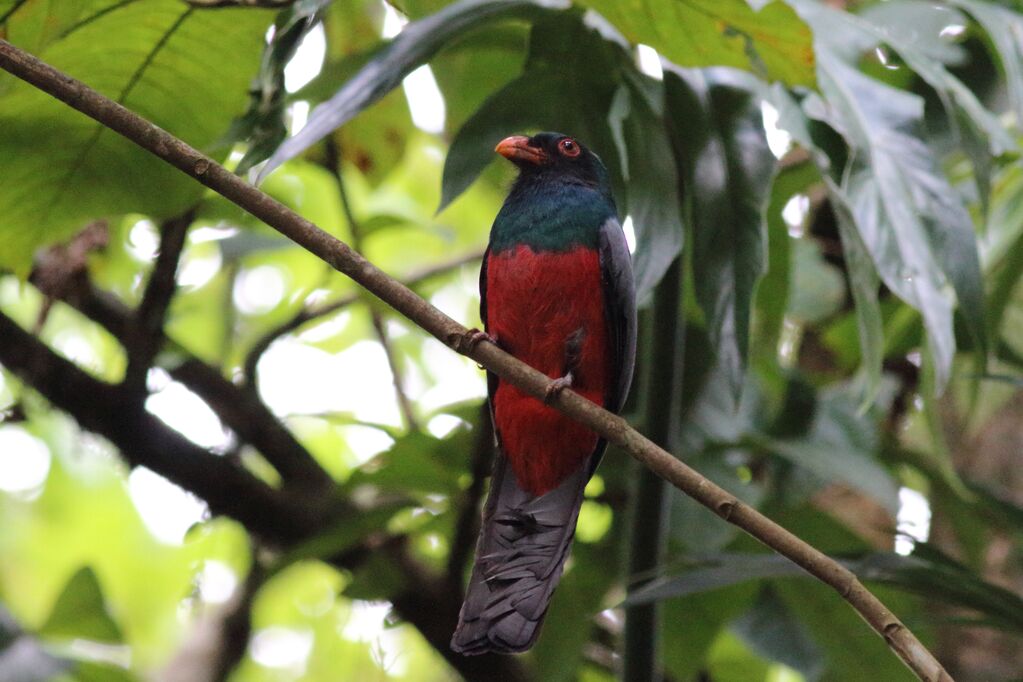 Trogon massena-Trogon de Massna-Slaty-tailed Trogon