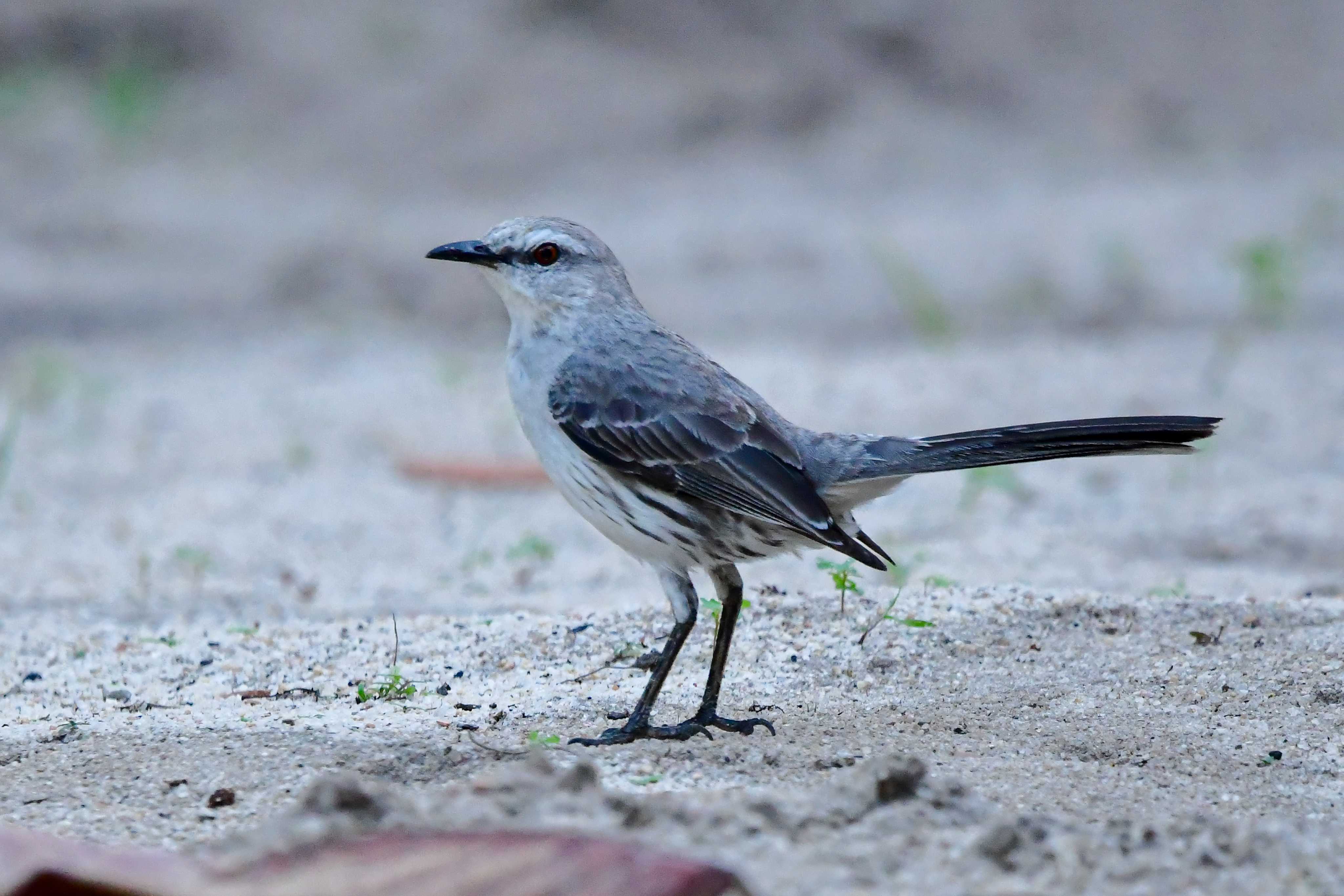 Tropical Mockingbird