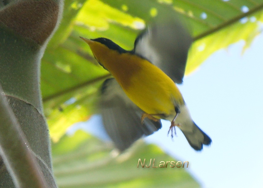 Tropical Parula