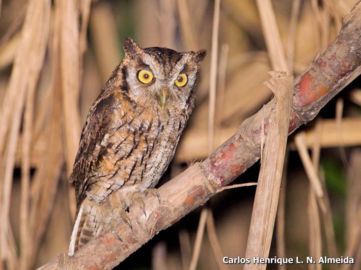 Tropical Screech-Owl