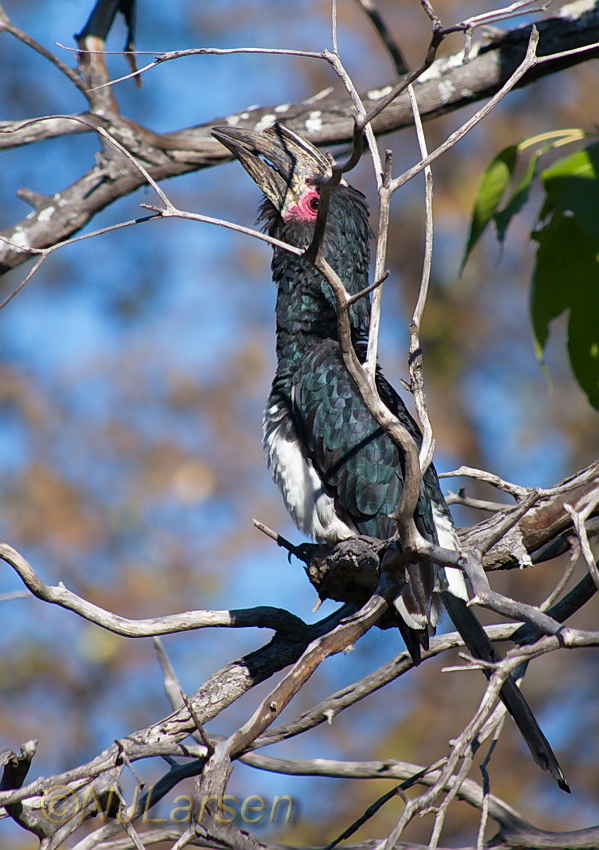 Trumpeter Hornbill