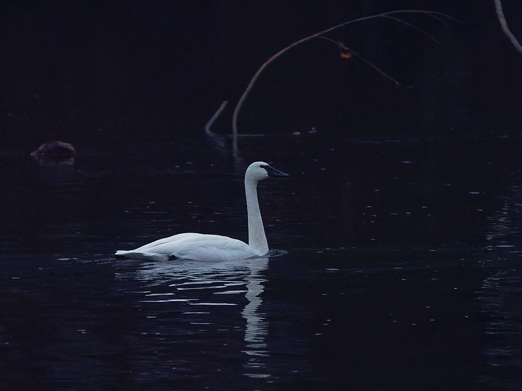 Trumpeter Swan