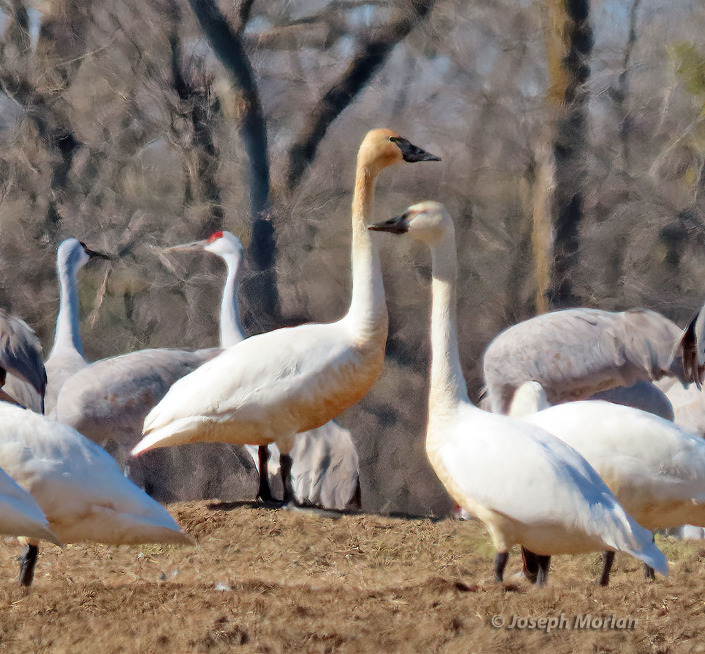 Trumpeter & TundraSwans