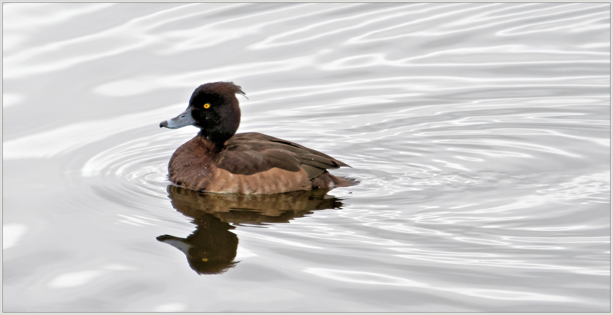 Tufted Duck (F).
