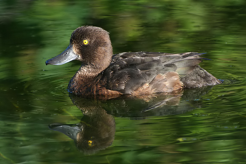 tufted duck